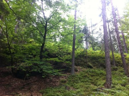 Hang im Wald mit niedrigen Büschen im Unterholz