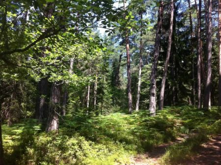 Mischwald mit Heidelbeer-Büschen